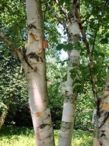 Una persona impugnando una betulla pendula come se fosse unarma, mentre si trova ai piedi di un albero di betulla morto