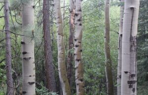 Questa immagine mostra la meravigliosa bellezza della natura, in particolare di una foresta pluviale, con un magnifico tronco di betulla occidentale e quercia in primo piano Le verdi foglie dellOakAlbero sono una testimonianza della vegetazione che da forma al bosco, mentre il terreno sottostante lascia intravedere la vasta foresta che circonda il tronco