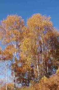 Un fiume dalle acque cristalline che scorre tra la vegetazione selvaggia, alberi di betulla gialla che punteggiano il bosco in una natura incontaminata, allaperto e in libertà