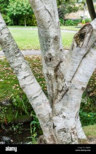 Una betulla occidentale imponente si erge con il suo tronco nodoso, una stupenda pianta che incarna la grazia e la forza degli alberi