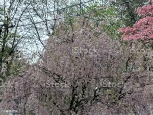 di CiliegioUn albero di ciliegio in fiore, uno spettacolo magico che unisce la bellezza della natura con la tradizione culturale giapponese Higan no sakura, la fioritura dei ciliegi, una pianta che regala uno dei momenti più belli in Giappone