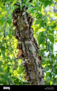 Uno scatto dal sapore di primavera, un albero di betulla nero con una pianta fiorita in primo piano Un tronco scuro che si staglia sullo sfondo, una foglia delicata appena sfiorata dal vento e un fiore sbocciato che cattura lattenzione