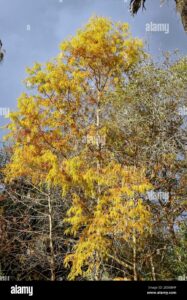 Questa foto mostra un imponente cipresso baldacchino in mezzo a una foresta di alberi conifere, quercia, tiglio, acero e vegetazione lussureggiante Un grande tronco dalbero che emerge da una vasta distesa di bosco regalano unimmagine suggestiva della magia della foresta