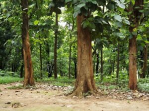 Un tronco imponente di Teak Africano si erge dalla terra, immerso nella rigogliosa vegetazione della giungla La foresta pluviale è una tappa del bosco, accolta da un boschetto di alberi