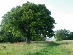 Una fotografia che ritrae un albero di noce con tronco nodoso e fronde scomposte La pianta, con il suo tronco di quercia massiccio e la sua rigogliosa vegetazione, è una bella testimonianza della forza della natura