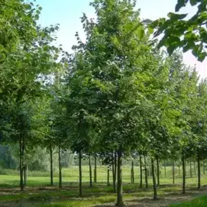 Un albero storico che riassume la prevenzione medica, la cura, lanalisi, il rimedio e la prevenzione una soluzione olistica per prendersi cura della tua salute