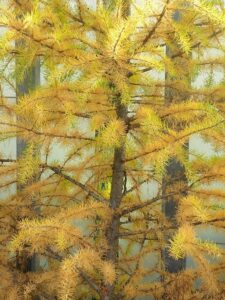 Un albero di larice giapponese conifera, una verde pianta che fa parte della vegetazione della terra, regalando unatmosfera unica