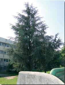 Questa immagine mostra un magnifico Cedro del Libano, un tipo di albero conifera che appartiene alla famiglia degli Abeti e dei Pini Un esempio di natura incontaminata che ricorda limportanza di preservare le nostre foreste