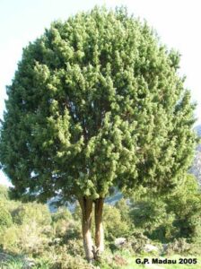 Questa immagine rappresenta la ricca varietà di alberi presenti nei boschi dal ginepro rosso alla betulla, passando per la quercia, il tiglio, il pino e la conifera Una meravigliosa e ricca vegetazione che ricorda i boschi di tasso e di abeti