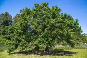 Un momento di pura bellezza un meadow ricco di vegetazione, con una quercia e un sicomoro che si ergono nel prato, circondati da un bosco aperto che invita alla scoperta della natura Un delizioso regalo della terra
