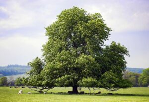 Una fotografia suggestiva che ritrae una scena autunnale con una grande varietà di elementi un delizioso frutto autunnale come la PineQuercia, una pianta del Tiglio, un albero, una distesa di erba, una pecora, un tronco dalbero, una mucca e un imponente Pino Un quadro idilliaco di colori caldi e di natura incontaminata