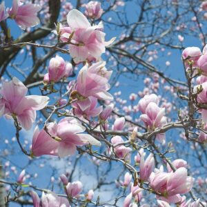 Un albero di Magnolia in fiore, con petali bianchi come la neve, che produce frutti come deliziose pere Il ciliegio, parte della natura, che ci regala i suoi frutti allaperto FruitFiore, una pianta che ci regala la sua bellezza e produrre i frutti della natura