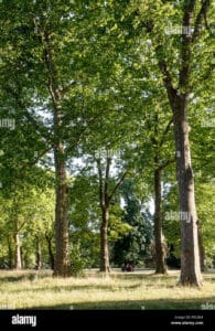 Sfoglia questa immagine per scoprire un paesaggio magico ricco di vegetazione, con un albero iconico al centro una quercia e un tiglio in un bosco di erba, che creano una scena da sogno allinterno di un parco