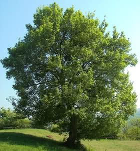 Unimmagine che mostra la ricca e lussureggiante vegetazione che popola il Montem Acero una quercia imponente, un tiglio adorno di foglie e un tronco di un albero dalle forme sinuose Una vista che ci riporta alla natura più incontaminata