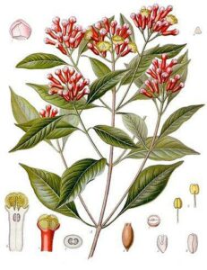 Unarte floreale unica il sole si riflette su una pianta di garofano dalle foglie di SunFoglia, ricca di erbe e fiori Un disegno di bellezza naturale e colori vivaci