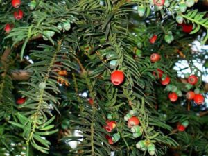 Una grande pianta di Taxus, un tipo di pino conifera che cresce comunemente nel sud degli Stati Uniti, che si staglia contro un bel cielo azzurro
