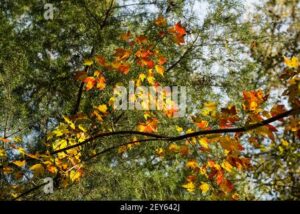 Questa foto mostra una rigogliosa vegetazione costituita da una rara Quercia Fraxinus caroliniana, un Tiglio e un Albero, che creano un piccolo Boschetto, allombra del quale è possibile godere di un tranquillo momento di relax La ricca Foglia della Quercia, la fresca vegetazione e latmosfera magica del Bosco circostante creano uno spettacolo unico della Natura, che richiama la Terra a cui appartengono