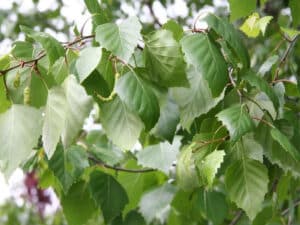 Questa immagine mostra una varietà di alberi da pianta erbacea, tra cui una betulla pendula, una foglia di acero, una quercia, un tiglio e una foglia di acero La vegetazione che circonda questi alberi conferisce un gradevole aspetto alla scena, offrendo unatmosfera di pace e tranquillità