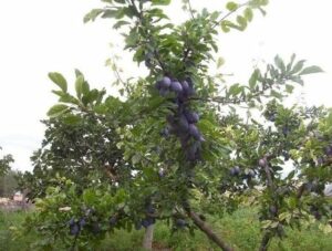 Limmagine mostra un meraviglioso albero magico con una ricca vegetazione che produce deliziose frutta come prugne, bacche e mirtilli Unabbondanza di cibo e deliziosa frutta per nutrire e sfamare