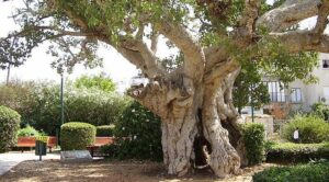 Questa foto mostra un albero sicomoro, un MapleAlbero, una pianta in vaso, un tronco di albero, una persona seduta su una panchina, un Ficus Bengalensis, una Quercia, un Platano e un Acero Tutte queste piante creano uno spettacolare paesaggio naturale che ci ricorda quanto sia importante la biodiversità e la conservazione della nostra meravigliosa natura