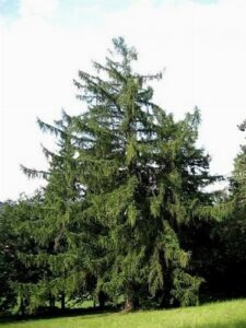 Questa immagine ritrae un albero di larice giapponese PineConifera, una pianta appartenente alla famiglia degli Abeti e più precisamente alla specie dellAbete Rosso Il pino è un albero che si trova comunemente nei boschi di latifoglie e conifere
