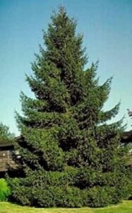 Un maestoso pino rosso del sud di conifera, un abete bianco e un cedro su uno sfondo di alberi di abete Uno spettacolo della natura che rivela il bellissimo paesaggio della foresta di conifere