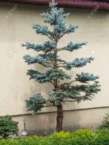 Questa immagine mostra un bellissimo esemplare di un abete roccioso, una conifera appartenente alla famiglia dei Cedro Il suo tronco è scuro e robusto, con le sue grandi e distinte punte che lo rendono un classico albero di pino Unimmagine perfetta che ritrae la bellezza della natura