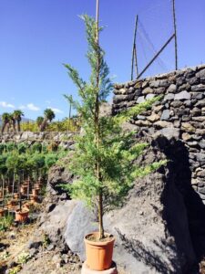 Questa immagine mostra un ginepro rosso Abete piantato in un vaso di terracotta, appoggiato a un muro, in un giardino Unelegante GardenPianta conifere, un albero perenne in vaso, che contribuisce a creare unatmosfera piacevole e accogliente