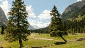 Questa immagine ritrae un magnifico paesaggio naturale, con un pino rosso sud che si erge su una ricca vegetazione sempreverde La conifera, un abete, offre unatmosfera di pace e tranquillità, rendendo lambiente allaperto unesperienza unica Una bellissima rappresentazione della natura, dove lEvergreenAlbero è protagonista