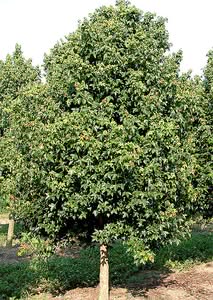 Un tridente di acero che sostiene una ricca vegetazione di piante, tra cui alberi da frutto e arbusti erbacei, regala una ricca gamma di cibi naturali e prodotti freschi