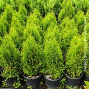 Questa immagine mostra una pianta di Thuja occidentale, una varietà di vegetazione appartenente alla famiglia delle Cupressaceae, caratterizzata da una struttura a cespuglio