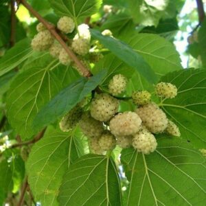 Unimmagine di un albero di gelso bianco con bacche mature pronte per essere raccolte che producono una deliziosa varietà di cibo e frutta Le foglie verdi dellalbero e le morbide bacche rosse sono una testimonianza del modo in cui la natura ci fornisce i suoi doni