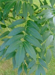 Una foglia di verde frassino si staglia contro la vegetazione circostante, ricordando la grandezza e la bellezza dellalbero da cui proviene