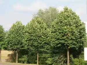 Un medico esperto che cura un albero di tiglio con unanalisi dettagliata per trovare il rimedio giusto