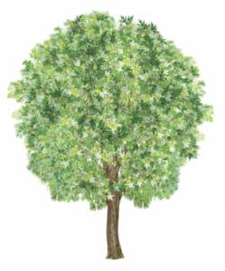Questa foto ritrae una scena davvero magica Un albero di acero argentato, con un tronco di quercia, un tiglio e una pianta erbacea, circondata da una ricca vegetazione Un fiore colorato illumina il tutto, rendendo limmagine ancora più speciale