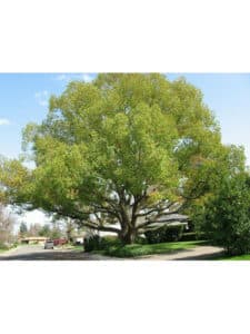 Una pianta di Quercia e Tiglio, in fiore, con un profumo di Cannella, circondata da una ricca vegetazione Unauto parcheggiata, sul tronco di un grande albero, in uno scenario naturale di pace e tranquillità