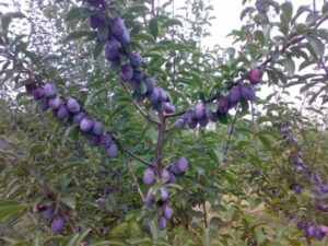 Immagine di un albero magico che produce frutta e bacche di prugna e mirtillo blu una pianta che produce deliziosi e nutrienti alimenti per una vita sana
