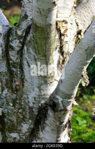 Immagine di una maestosa Betulla Himalaya che si erge alta nellaria, con una profonda radice che affonda nel terreno Un simbolo di forza e resistenza, questo albero è una testimonianza di ciò che le radici possono ottenere