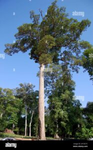 Una foto di un teak africano che mostra la sua corteccia resistente, il tronco dalbero solido e la vegetazione rigogliosa Una quercia, un tiglio e lerba si uniscono a una foresta pluviale, creando unatmosfera di pace e tranquillità sulla terra Questo è BarkAlbero