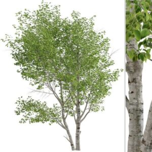 Questa immagine mostra un albero di quercia e di betulla in un bosco Si possono vedere le foglie di entrambi gli alberi, il tronco e il sicono della quercia, mentre la betulla ha una corteccia bianca liscia che le conferisce un aspetto unico La carta betulla è un prodotto ricavato dallalbero e dal suo tronco, che nellimmagine è ben visibile