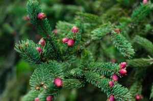 Questa immagine ritrae una scena idilliaca un abete rosso, un abete bianco, un pino ed una conifera che si stagliano contro uno sfondo di una magnifica foresta Un quadro naturale unico in cui le piante ed alberi si fondono per creare uno spettacolo di bellezza e serenità