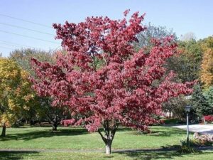 Questa immagine ritrae un albero di Fraxinus caroliniana, una specie di acero, che fa parte della natura esterna e cresce nel bosco o nel cortile La vegetazione intorno è verdeggiante e lerba è ricca e folta Unimmagine perfetta di un paesaggio allaperto