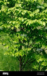 Questa immagine mostra la vegetazione di un bosco in cui domina la presenza di alberi di tiglio giapponese, acero, quercia, betulla e ontano Le foglie di questi alberi, come ad esempio la BirchFoglia, contribuiscono al suggestivo effetto di nebbia creato dalla fitta vegetazione