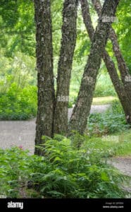 Questa immagine mostra la bellezza di un albero di betulla nero nella giungla, con un tronco scuro che si erge dalla terra circondato da una ricca vegetazione Una visione suggestiva della natura selvaggia allaperto, con una combinazione di alberi, erba e boschi che si estende fino allorizzonte
