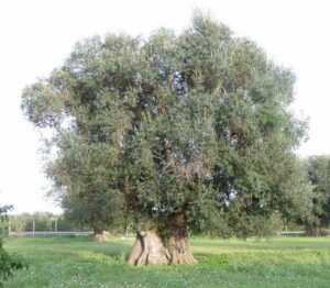 Questa immagine mostra lantico simbolo dellolivo, un birch tree, un bosco ricco di vegetazione, una quercia maestosa, un tronco di albero, un tiglio, delle conifere e una betulla Una visione idilliaca della natura che ricorda larmonia della vita
