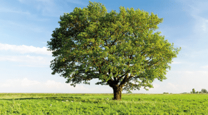 Un tronco dalbero di nero frassino immerso in una prateria, con altri alberi come la quercia e il tiglio, che sorgono allaperto in una scena di natura e ambiente
