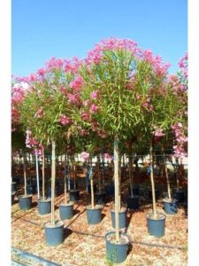 Un boschetto di natura selvaggia, un parco ricco di vegetazione e aceri velenosi Un luogo ideale per godersi una giornata allaperto, immersi nella bellezza di un fiore di ParkAlbero