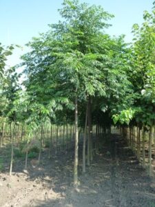 Scopri ParkAlbero, un luogo dove la natura fa da padrona! Un parco dove la terra è ricca di vegetazione rigogliosa, boschi e giardini pieni di alberi medicinali, un luogo ideale per trascorrere momenti allaperto