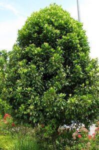Questa immagine mostra una scena incantevole un albero ricco di vegetazione con un cespuglio di garofani in fiore che offre uno spettacolo di colori e profumi FlowerPianta, la natura al suo meglio!