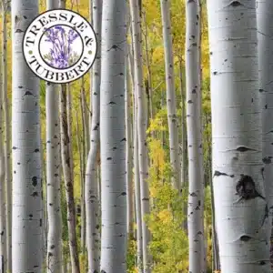 Kaede giapponese in questa immagine vediamo uno dei simboli più importanti della cultura giapponese Si tratta di Kaede, un albero di acero che rappresenta limportanza della prevenzione medica, della cura, dellanalisi e dei rimedi per la prevenzione delle malattie